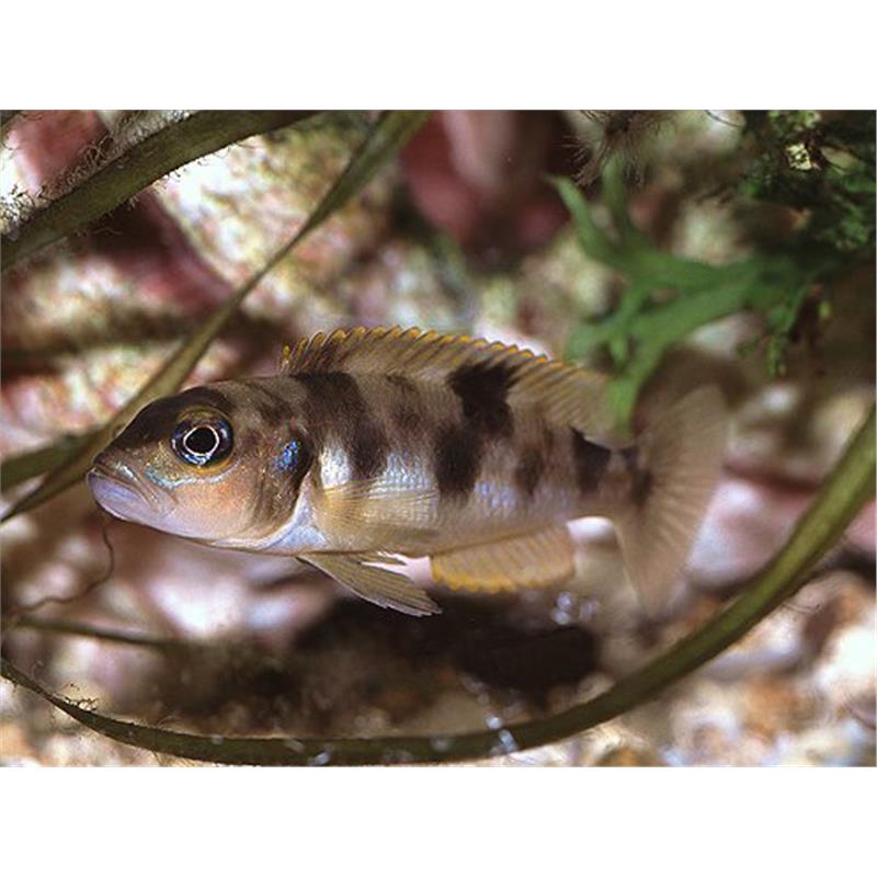 Lamprologus boulingeri - imagine 5